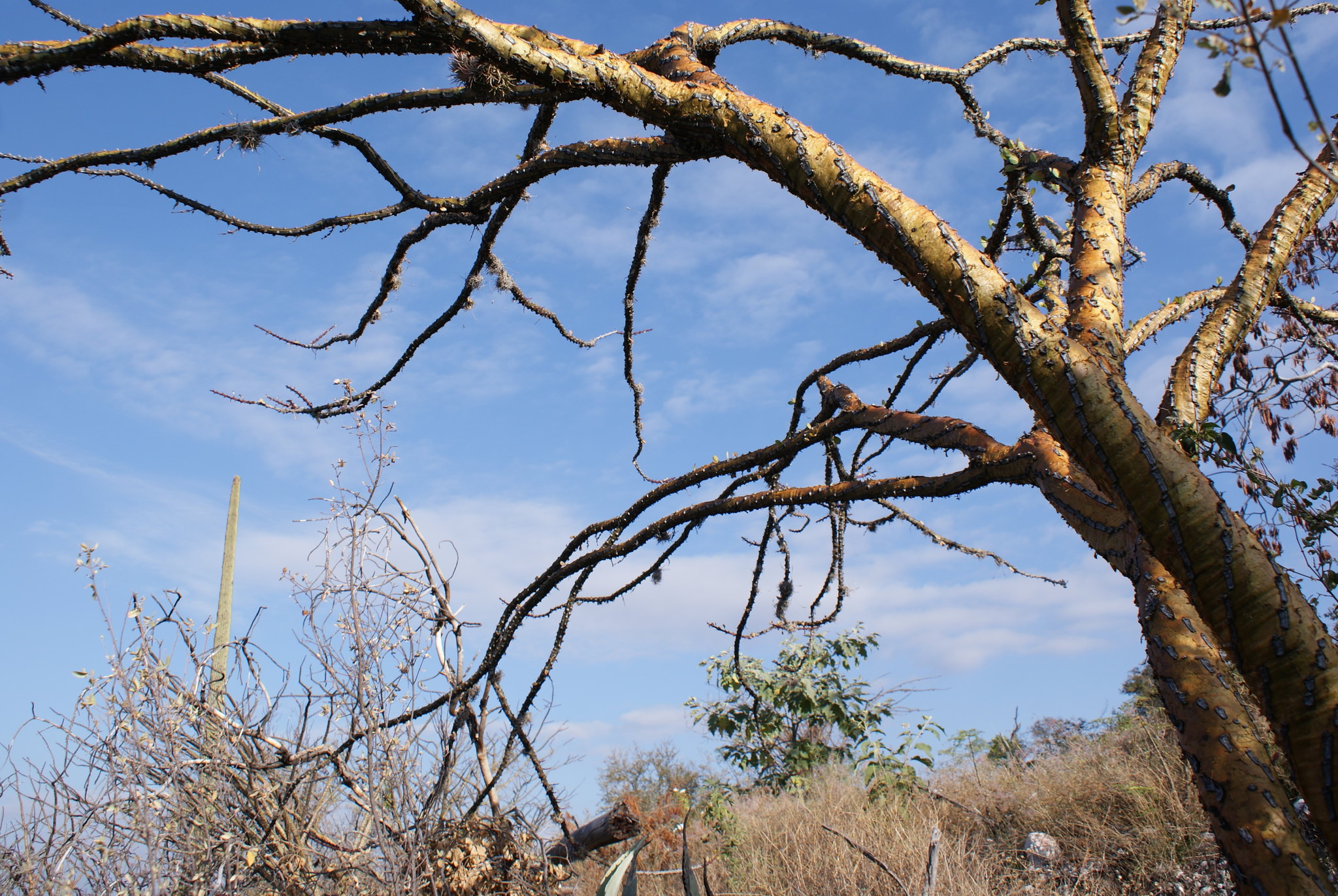 Fouquieria ochoterenae